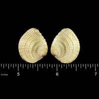14K Yellow Gold Estate Shell Earrings